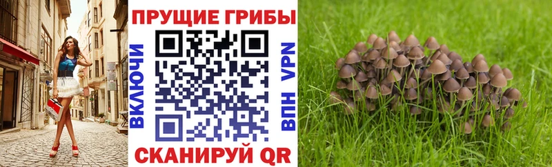 МЕГА ONION  Старица  Псилоцибиновые грибы прущие грибы 